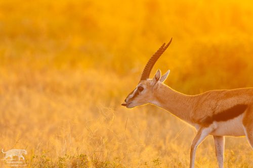 Golden Light Gazelle in Amboseli - Captured by Lance van de Vyver | Panthera Photo Safaris