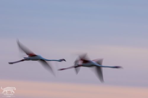 Graceful Flamingos at Sunrise - Panning Shot by Lance van de Vyver | Panthera Photo Safaris