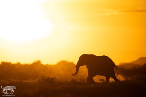 Majestic Elephant Silhouette at Sunset - Captured by Lance van de Vyver | Panthera Photo Safaris