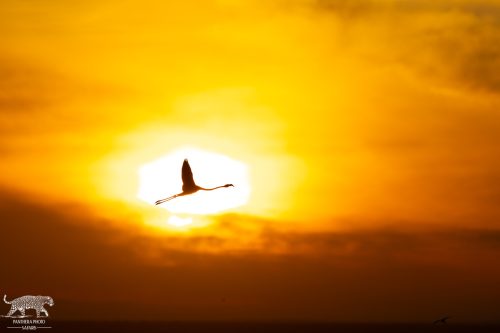 Flamingo Silhouette at Sunrise - Captured by Lance van de Vyver | Panthera Photo Safaris