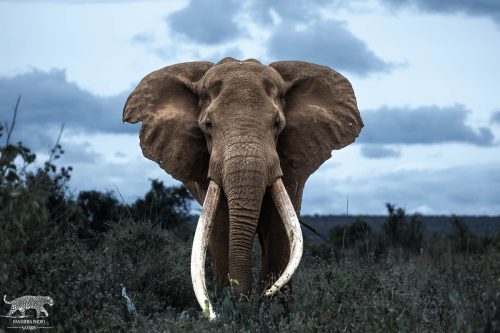 Craig, the Iconic Elephant of Amboseli - Captured by Lance van de Vyver | Panthera Photo Safaris