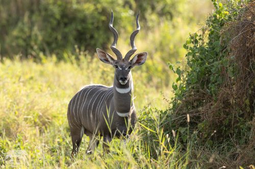 Elegant Lesser Kudu in the Wild - Captured by Lance van de Vyver | Panthera Photo Safaris