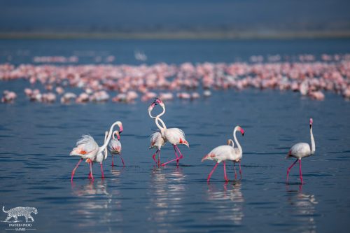 Flamingos Sparring in the Lake - Captured by Lance van de Vyver | Panthera Photo Safaris