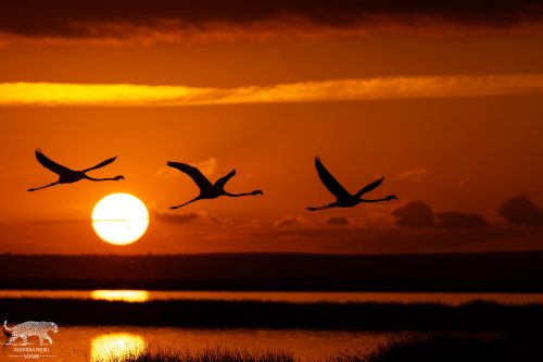 Three Flamingos Silhouette at Sunrise - Captured by Lance van de Vyver | Panthera Photo Safaris