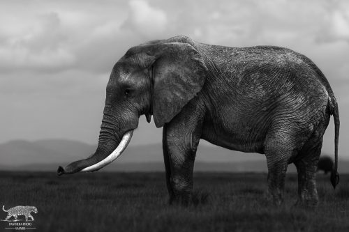 Majestic Big Bull Elephant in the Wild - Captured by Lance van de Vyver | Panthera Photo Safaris