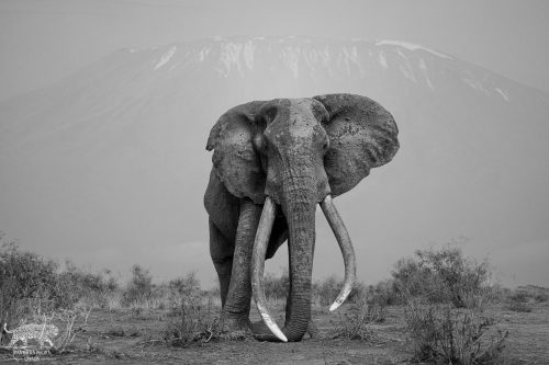 Craig, the Iconic Elephant of Amboseli - Captured by Lance van de Vyver | Panthera Photo Safaris