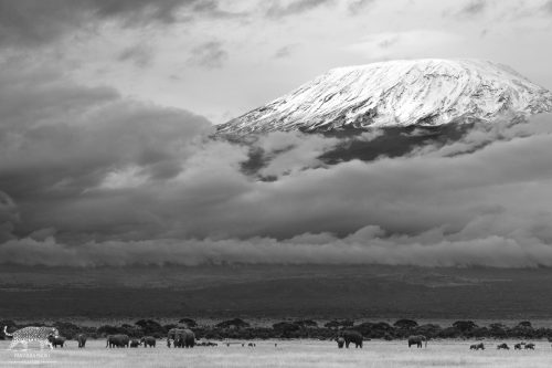Elephant Herd in Front of Snow-Capped Kilimanjaro - Captured by Lance van de Vyver | Panthera Photo Safaris