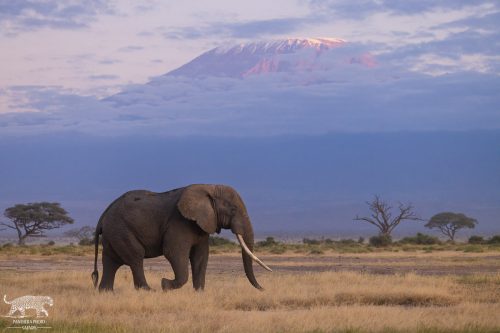Bull Elephant in Front of Kilimanjaro - Captured by Lance van de Vyver | Panthera Photo Safaris