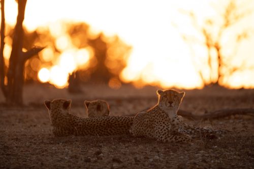 Panthera-photo-safaris-botswana-mashatu-3-of-19
