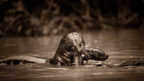 Panthera-photo-safaris-brazil-pantanal-otter-1-of-2