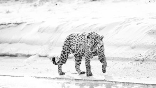 Panthera-photo-safaris-brazil-wildlife-15-of-24
