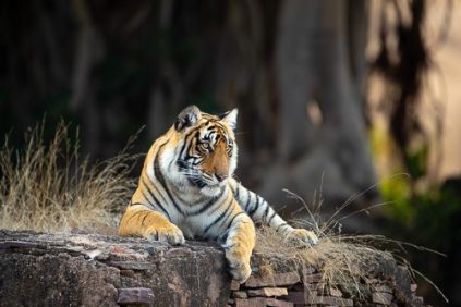 Panthera-photo-safaris-form-image-India