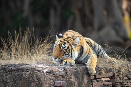Panthera-photo-safaris-india-tiger-cover-1-of-1