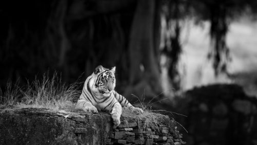 Panthera-photo-safaris-south-india-10-of-23