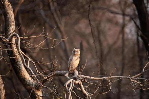 Panthera-photo-safaris-south-india-15-of-23