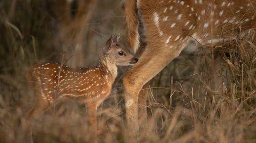 Panthera-photo-safaris-south-india-6-of-23