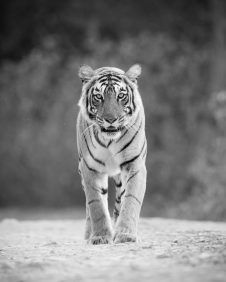 Panthera-photo-safaris-tiger-1-of-1