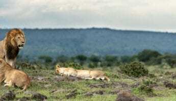 Panthera-photo-safaris-kenya-ngare-lions-hill-1-of-1-345x198