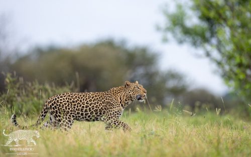 Mashatu Game reserve - Leopard