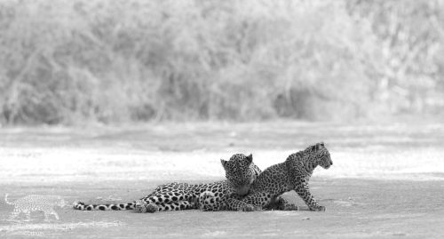 Leopards at mashatu with Panthera Photo Safaris