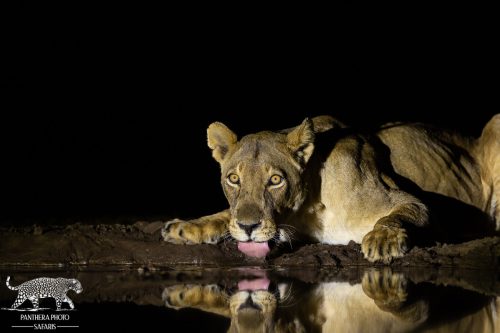 Lions drinking at mashatu hide with Panthera Photo Safaris