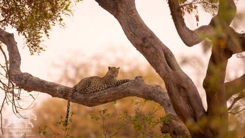 Leopards at mashatu with Panthera Photo Safaris