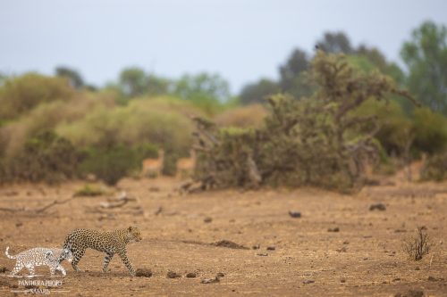 Leopards at mashatu with Panthera Photo Safaris
