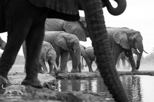Elephants drinking at mashatu hide with Panthera Photo Safaris