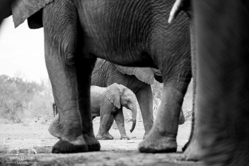 Elephants drinking at mashatu hide with Panthera Photo Safaris