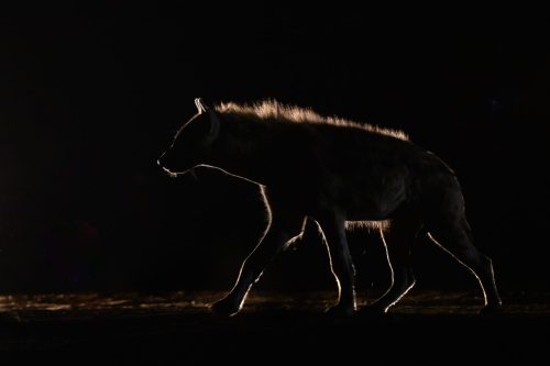 Panthera-photo-safaris-mashatu-and-Kings-camp-hides-22-of-22