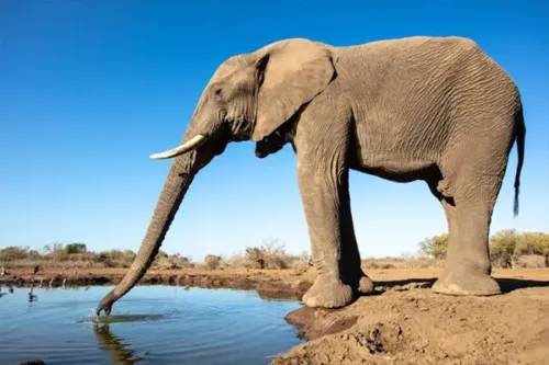 Photographed by award-winning Lance van der Vyver from Panthera Photo Safaris.