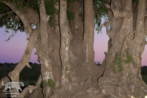 Mashatu Game reserve - Leopard