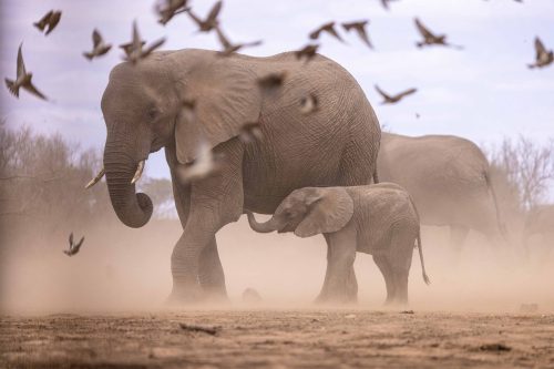 Panthera-photo-safaris-1-of-1-3