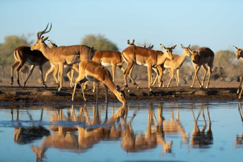 Panthera-photo-safaris-1-of-1-4