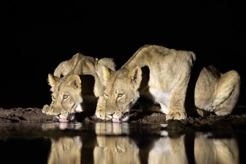 Panthera-photo-safaris-1-of-1-5