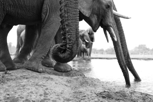 Panthera-photo-safaris-1-of-1