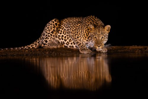 Panthera-photo-safaris-1-of-4