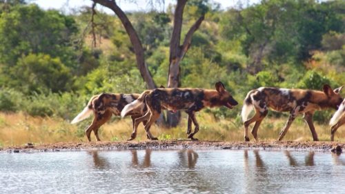 Panthera-photo-safaris-2-of-4