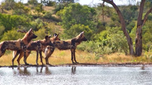 Panthera-photo-safaris-3-of-4