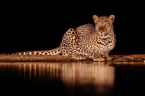 Panthera-photo-safaris-4-of-4