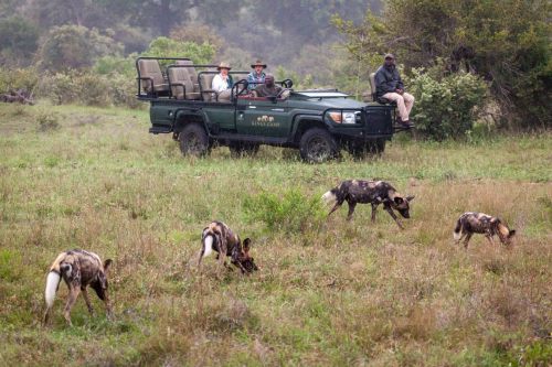 Panthera-photo-safaris-mashatu-and-Kings-camp-hides-10-of-22