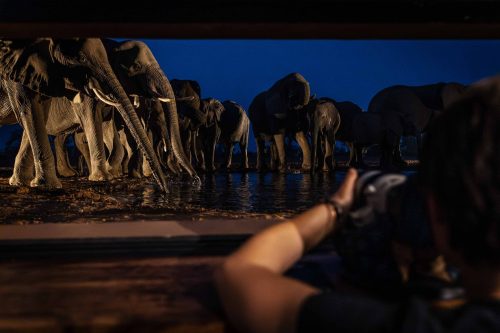 Panthera-photo-safaris-mashatu-and-Kings-camp-hides-15-of-22