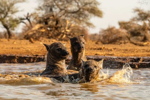 Panthera-photo-safaris-mashatu-and-Kings-camp-hides-21-of-22