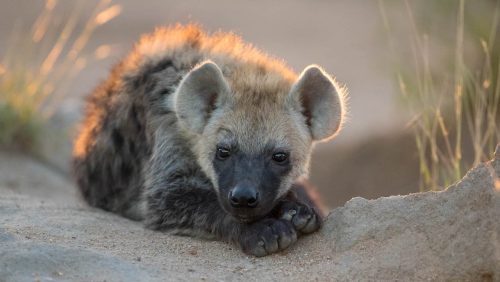 Panthera-photo-safaris-south-africa-timbavati-hyena-1-of-1