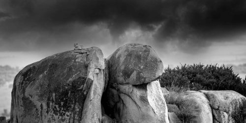 Panthera-photo-safaris-Leopaprd-Tanzania-9934