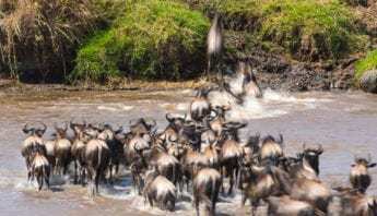 Panthera-photo-safaris-form-image-Tanzania-345x198