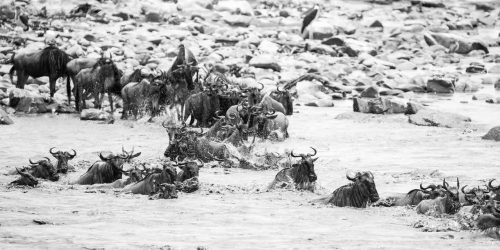 Panthera-photo-safaris-tanzania-crossing-2-of-1