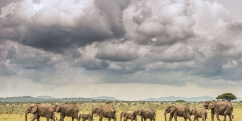Panthera-photo-safaris-tanzania-faru-faru-grumeti-wildlife-2-of-3