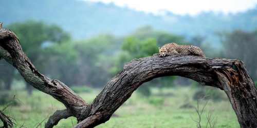 Panthera-photo-safaris-tanzania-faru-faru-grumeti-wildlife-3-of-3