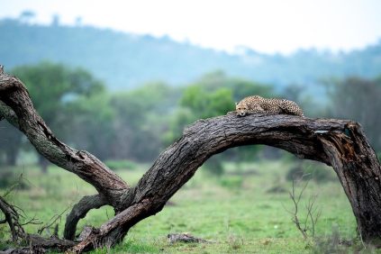 Panthera-photo-safaris-tanzania-faru-faru-grumeti-wildlife-3-of-3